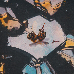 Stain the Canvas - Honey Rot